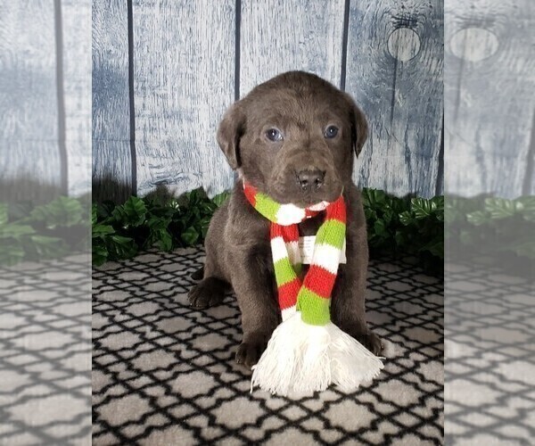 Medium Photo #4 Labrador Retriever Puppy For Sale in GRABILL, IN, USA