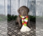 Small Photo #4 Labrador Retriever Puppy For Sale in GRABILL, IN, USA