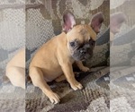 Small #2 French Bulldog