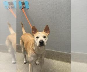 Boxer-Chinese Shar-Pei Mix Dogs for adoption in Las Vegas, NV, USA