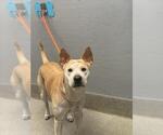 Small Boxer-Chinese Shar-Pei Mix