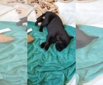 Small Photo #10 Labrador Retriever Puppy For Sale in WOODLAND, WA, USA