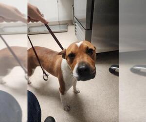 Mutt Dogs for adoption in Bakersfield, CA, USA