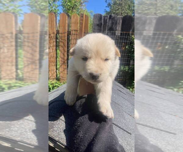 Medium Photo #3 Swiss Shepherd-Timber Wolf Mix Puppy For Sale in MAD RIVER, CA, USA
