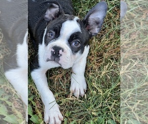 Boston Terrier Puppy for sale in BEECH GROVE, IN, USA