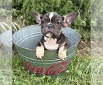 Small Photo #4 French Bulldog Puppy For Sale in MIDDLEBURY, IN, USA