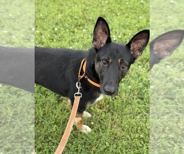 Medium Photo #5 German Shepherd Dog Puppy For Sale in Evansville, IN, USA