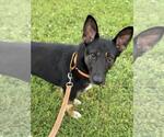Small #4 German Shepherd Dog