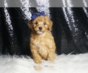 Medium Poodle (Toy)