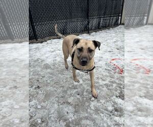 Black Mouth Cur-Labrador Retriever Mix Dogs for adoption in Elmsford, NY, USA