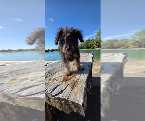 Medium Photo #14 Aussiedoodle Toy Puppy For Sale in JONES, OK, USA