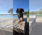 Pup Pup - Male Aussiedoodle Toy Puppy for Sale - Photo #14