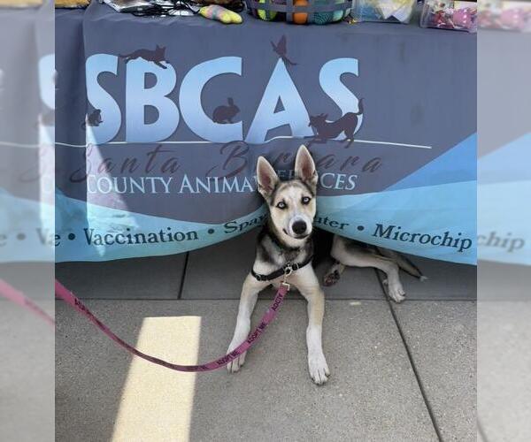 Medium Photo #2 Gerberian Shepsky Puppy For Sale in Santa Barbara, CA, USA