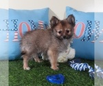 Small #3 Pomeranian