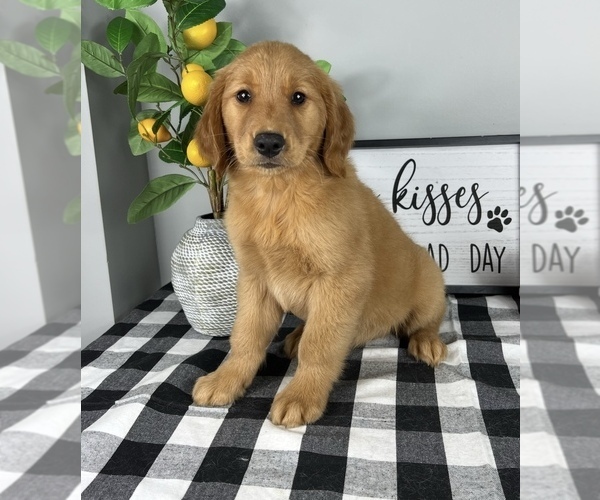 Medium Photo #3 Golden Retriever Puppy For Sale in FRANKLIN, IN, USA