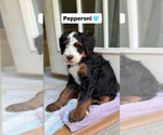 Small Bernedoodle (Miniature)
