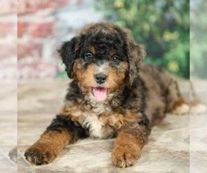Miniature Bernedoodle Puppy for sale in DALTON, OH, USA