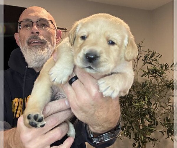 Medium Photo #21 Labrador Retriever Puppy For Sale in HIGH POINT, NC, USA