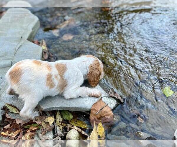 Medium Photo #3 Brittany Puppy For Sale in BERKSHIRE, NY, USA