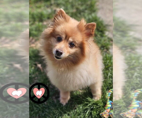 Medium Photo #4 Pomeranian Puppy For Sale in Lebanon, PA, USA