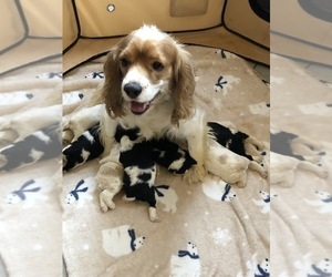 Mother of the Cocker Spaniel puppies born on 07/19/2019