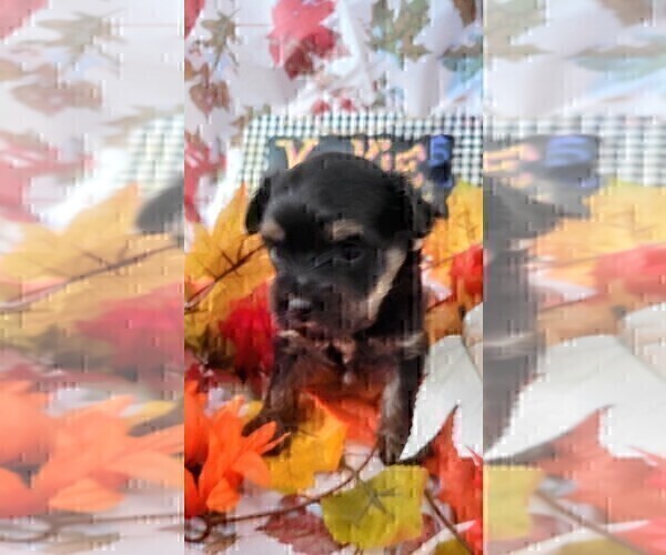 Medium Photo #68 Yorkshire Terrier Puppy For Sale in AKRON, OH, USA