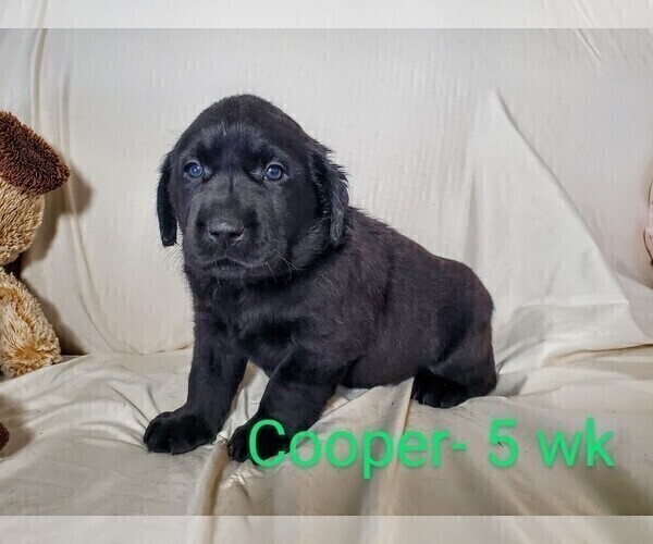 Medium Photo #2 Labrador Retriever Puppy For Sale in CATO, NY, USA