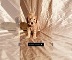 Small Photo #10 Goldendoodle Puppy For Sale in WEST PLAINS, MO, USA