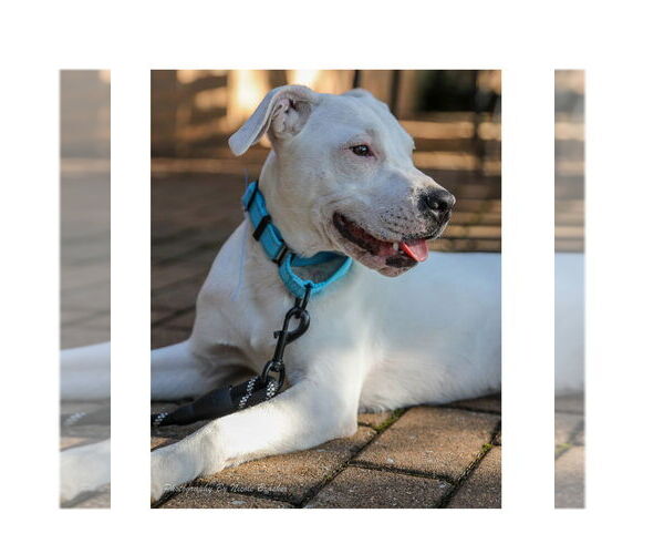 Medium Photo #20 American Pit Bull Terrier-Unknown Mix Puppy For Sale in Mooresville, NC, USA