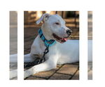 Small #19 American Pit Bull Terrier Mix