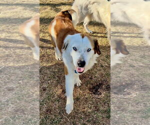 American Eskimo Dog-Unknown Mix Dogs for adoption in Winter Park, CO, USA