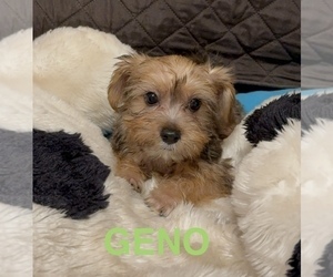 Medium Yorkshire Terrier
