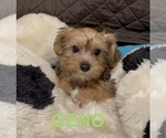 Puppy Geno Yorkshire Terrier