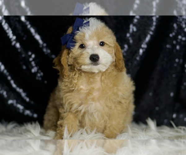 Medium Photo #6 Poodle (Miniature) Puppy For Sale in WARSAW, IN, USA