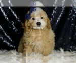 Small #5 Poodle (Miniature)