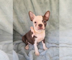 Boston Terrier Puppy for sale in MINERAL WELLS, WV, USA