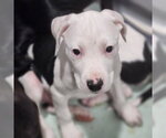 Small #2 Catahoula Leopard Dog Mix