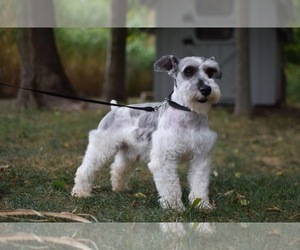 Father of the Schnauzer (Miniature) puppies born on 02/18/2026