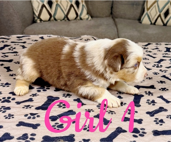 Medium Photo #46 Australian Shepherd Puppy For Sale in SALISBURY, NC, USA