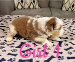 Small Photo #46 Australian Shepherd Puppy For Sale in SALISBURY, NC, USA