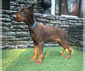 Doberman Pinscher Puppy for Sale in CAVE CITY, Kentucky USA