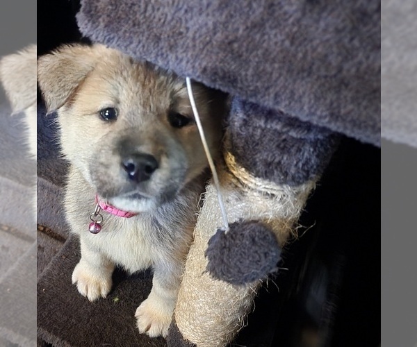 Medium Photo #7 Akita Puppy For Sale in COLUMBUS, OH, USA