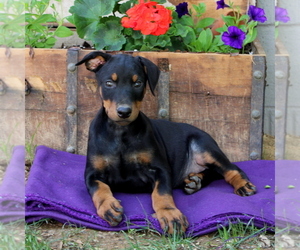 Doberman Pinscher Puppy for sale in QUARRYVILLE, PA, USA