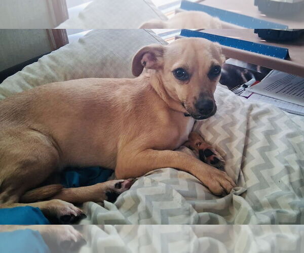 Medium Photo #4 Jack Chi Puppy For Sale in Princeton, MN, USA