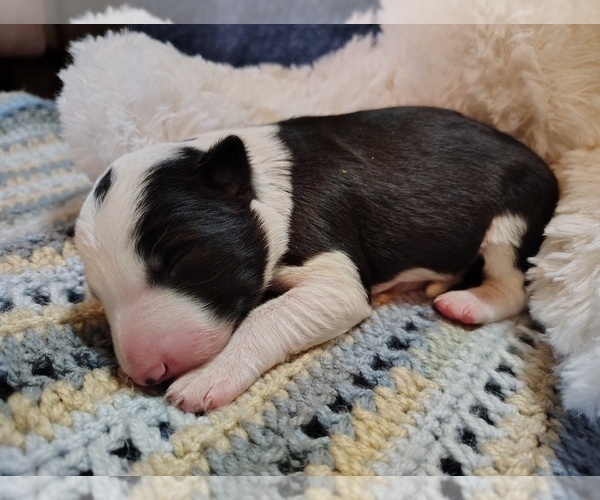 Medium Photo #38 Border Collie Puppy For Sale in NORBORNE, MO, USA