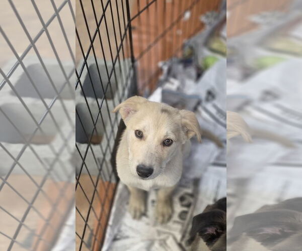 Medium Photo #2 Golden Pyrenees Puppy For Sale in SHERBURNE, NY, USA