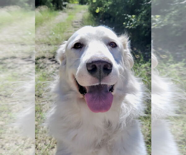 Medium Photo #2 Great Pyrenees Puppy For Sale in Spring, TX, USA