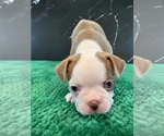 Small Photo #6 Boston Terrier Puppy For Sale in TULARE, CA, USA