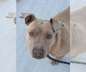 Mutt Dogs for adoption in Tarboro, NC, USA