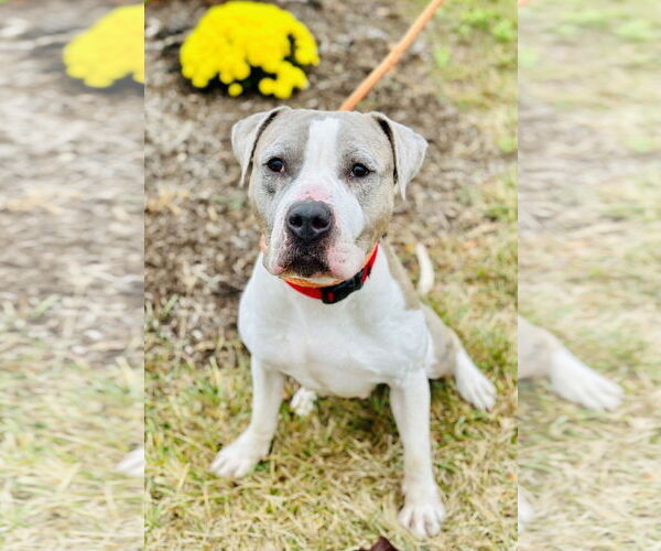 Medium Photo #3 Bullboxer Pit Puppy For Sale in Manahawkin, NJ, USA